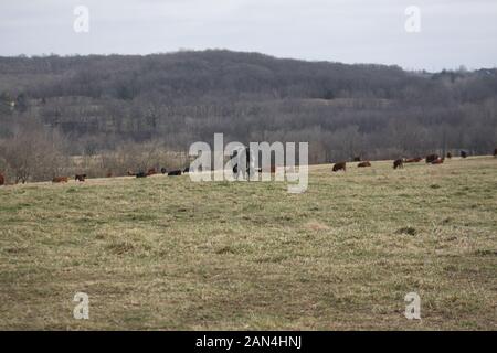 Offener Bereich Viehhaltung. Obwohl das Vieh ist auf Sie mehr als reichlich Platz zum Grasen eingezäunt. Southern Missouri die Viehhaltung. Stockfoto