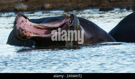 Hippopotamus an der Aquila Game Reserve, Western Cape, Südafrika. Stockfoto