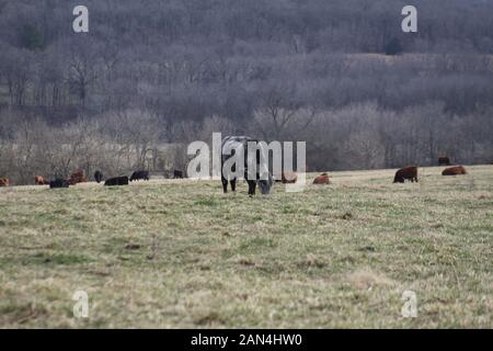 Offener Bereich Viehhaltung. Obwohl das Vieh ist auf Sie mehr als reichlich Platz zum Grasen eingezäunt. Southern Missouri die Viehhaltung. Stockfoto