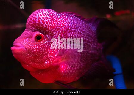 Bild: Flowerhorn-Fisch (Flowerhorn-Deckelfisch) Stockfoto