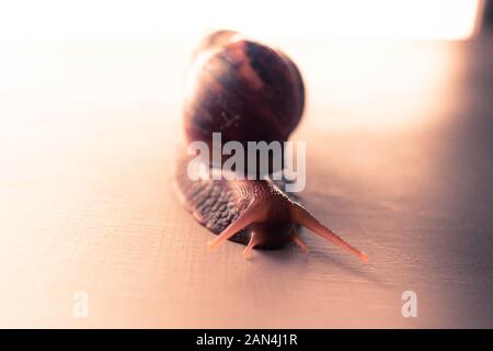 Foto von Land Snail (Helix pomatia) Stockfoto