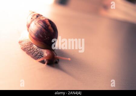Foto von Land Snail (Helix pomatia) Stockfoto