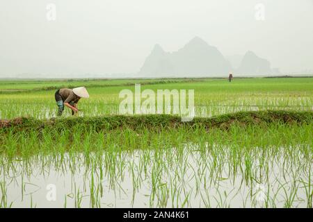 Bauern pflanzen Reis mit weiten Reisfeldern, vietnamesischen Arbeiter tragen Asiatische konische Hut in der ländlichen Landschaft während einer nebligen Tag Ninh Binh, Vietnam Stockfoto