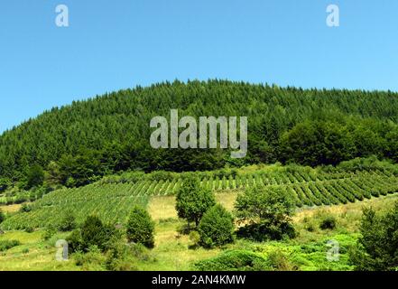 Wunderschöne Landschaften vom 12. Jahrhundert des Serbisch-orthodoxen Studenica-Klosters in Serbien. Stockfoto