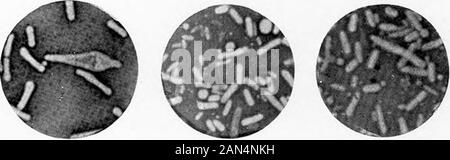 Morphologische Studien im Life-Histories von Bakterien. Stockfoto