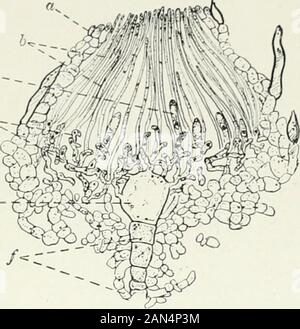 Pilze, Ascomyceten, uredinales Ustilaginales,. Abb. 6. Sortieren/Aria sp.; ascocarp in Längs- sectionshowing Asci, paraphyses und periphyses; X400. II] ASCOMYCETEN 39 e-. hymenium. In Desmotascus 1, eine pyrenomycetous Pilz parasitäre auf Bromelien, die paraphyses werden von einem dünnwandigen pseudoparenchyma recallingthe Anordnung in den höheren Plectomycetes ersetzt. Das Peridium. Das peridium oder an den Wänden der ascocarp ist ein Schuß von sterilehyphae, in der die individualfilamcntsare manchmal klar - ly unterschieden, sometimesclosely Interwoven apseudoparenchyma zu bilden; die wallsof die äußeren Zellen sind so Stockfoto