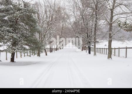 Winter Landschaft durch den frischen Schnee bedeckt. Die schöne Allee führt zu dem Bauernhof in deren Felder, auf der rechten Seite, es gibt einige Pferde. Stockfoto