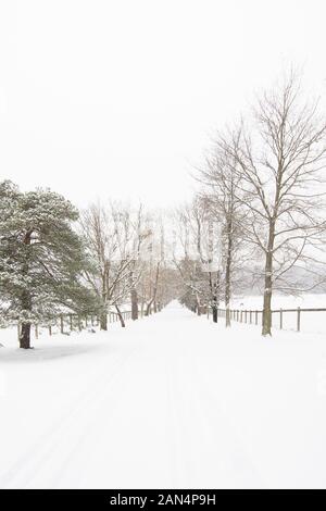 Winter Landschaft durch den frischen Schnee bedeckt. Die schöne Allee führt zu dem Bauernhof in deren Felder, auf der rechten Seite, es gibt einige Pferde. Stockfoto