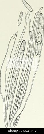 Pilze, Ascomyceten, uredinales Ustilaginales,. Abb. 3. Humaria rutilans (Fr.) Sacc; hymenial layershowing Asci und paraphyses in verschiedenen Stadien der Entwicklung, die x400. I.] ASCOMVCETES 37 Bedingungen von moderater Trockenheit, wie aus Türen auf einer feinen autumnday, durch Schütteln des fructifications, oder sogar durch die Strömung der Luft Einrichten bywalking an Ihnen vorbei kommen. Es kann eingeleitet werden, wie de Bary darauf hingewiesen, wenn sie reif sind. Stockfoto