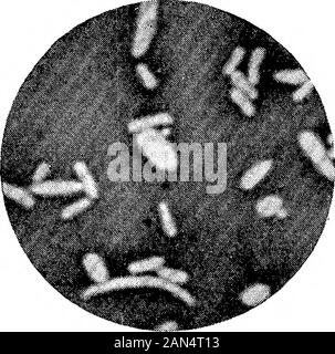 Morphologische Studien im Life-Histories von Bakterien. Stockfoto