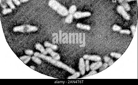 Morphologische Studien im Life-Histories von Bakterien. &Gt;. Stockfoto