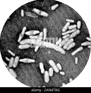 Morphologische Studien im Life-Histories von Bakterien. ii^^" - "r. Stockfoto