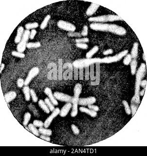 Morphologische Studien im Life-Histories von Bakterien. ",..*^, A. Stockfoto