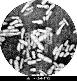Morphologische Studien im Life-Histories von Bakterien. , "..*^, EIN Stockfoto