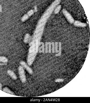 Morphologische Studien im Life-Histories von Bakterien. /* • F* - V -. Stockfoto