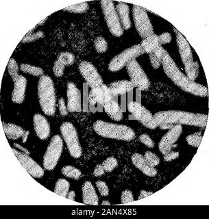 Morphologische Studien im Life-Histories von Bakterien. Stockfoto