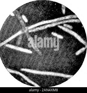 Morphologische Studien im Life-Histories von Bakterien. V. Stockfoto