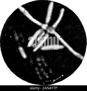 Morphologische Studien im Life-Histories von Bakterien. V Stockfoto