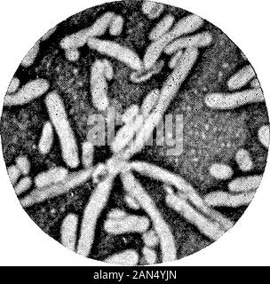 Morphologische Studien im Life-Histories von Bakterien. Stockfoto