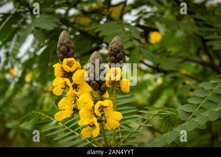 Wunderschöne gelbe Blumen, die häufig als Popcorn-Kassie (Senna didymobotrya) bezeichnet werden, die in Masinagudi, im Mudumalai-Nationalpark, in Tamil Nadu, in der Karnataka-St, zu sehen sind Stockfoto