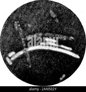 Morphologische Studien im Life-Histories von Bakterien. Stockfoto