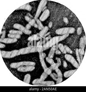 Morphologische Studien im Life-Histories von Bakterien. Stockfoto