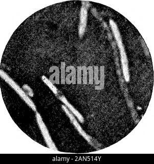 Morphologische Studien im Life-Histories von Bakterien. Stockfoto