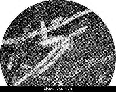 Morphologische Studien im Life-Histories von Bakterien. Stockfoto