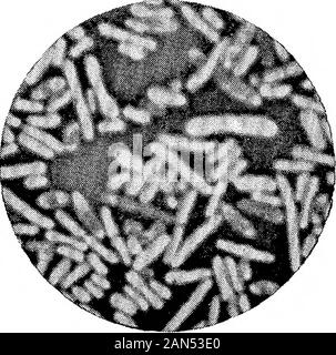 Morphologische Studien im Life-Histories von Bakterien. Stockfoto