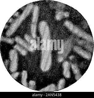 Morphologische Studien im Life-Histories von Bakterien. V-. Stockfoto