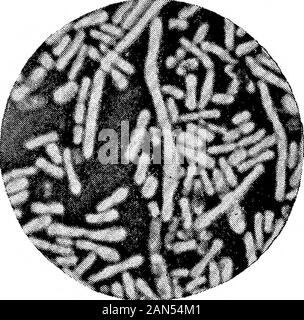 Morphologische Studien im Life-Histories von Bakterien. * F Stockfoto