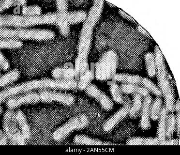 Morphologische Studien im Life-Histories von Bakterien. 5 t. Stockfoto
