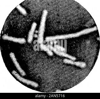 Morphologische Studien im Life-Histories von Bakterien. Stockfoto