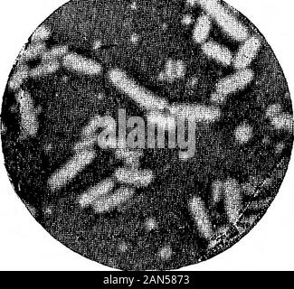 Morphologische Studien im Life-Histories von Bakterien. Stockfoto