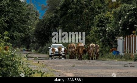 Kuhherde zu Fuß die Straße runter und das Herannahen eines Autos in Pak Nam Pran, Thailand Stockfoto