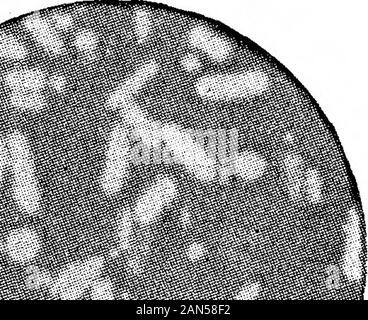 Morphologische Studien im Life-Histories von Bakterien. i/. Stockfoto