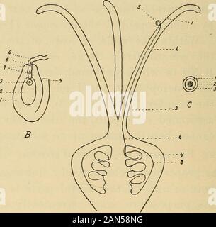 Der Unterricht in der Grundschule Botanik für weiterführende Schulen;. pliere (Abb. 9B3), mit dem areassociated andere Zellen, die Diskussion von whichcannot hier aufgegriffen werden. II. Der Physiologie der Blume. Für das richtige Verständnis der eine Blume, eine Studie, die Funktionen der oder verwendet, der mehrere Teile erforderlich ist. Zu diesem Zweck können wir bequem Teilen aus der Blume, die in zwei Sätze: a, die Wesentlichen oder - Gans, die andrcecium und gyncecium; und b, die nicht wesentliche Teile, der Kelch und Krone. a. Die^ Wesentliche Organe. 1. Wie leicht zu sehen ist, kann die Eierstock ist der Teil whichdevelops in Stockfoto