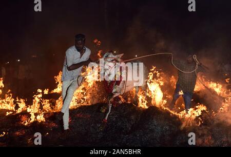 Vieh Sprung über das Feuer zusammen mit ihren Hundeführern während des Festivals. Kichchu haisodu ist ein Festival, das nach der Ernte Saison, wo Stiere über dem Feuer auf Makar Sankranti für gutes Omen gesprungen sind. Es gibt auch einige wissenschaftliche Grund laut der Einheimischen, die im Winter Insekten wächst auf dem Vieh Skins, so, es loswerden die Rinder werden über das Feuer zu springen. Stockfoto