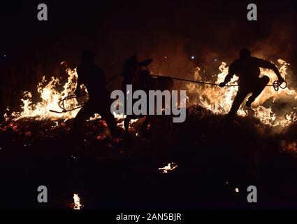 Vieh Sprung über das Feuer zusammen mit ihren Hundeführern während des Festivals. Kichchu haisodu ist ein Festival, das nach der Ernte Saison, wo Stiere über dem Feuer auf Makar Sankranti für gutes Omen gesprungen sind. Es gibt auch einige wissenschaftliche Grund laut der Einheimischen, die im Winter Insekten wächst auf dem Vieh Skins, so, es loswerden die Rinder werden über das Feuer zu springen. Stockfoto