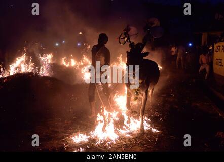 Vieh Sprung über das Feuer zusammen mit ihren Hundeführern während des Festivals. Kichchu haisodu ist ein Festival, das nach der Ernte Saison, wo Stiere über dem Feuer auf Makar Sankranti für gutes Omen gesprungen sind. Es gibt auch einige wissenschaftliche Grund laut der Einheimischen, die im Winter Insekten wächst auf dem Vieh Skins, so, es loswerden die Rinder werden über das Feuer zu springen. Stockfoto