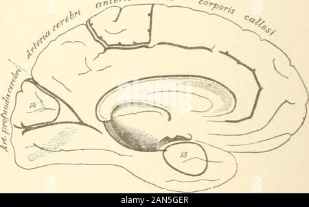 Handbuch der Wahnsinn für Praktiker und Studenten. Abb. 3. Etwa mit den Bereichen der Verteilung der anterioren, pos-terior und mittlere Zerebrale Arterien. Die Tatsache, dass die Zentren für lienor sive. Abb. 4. Rede und Schreiben (die in einer Gehirnhälfte allein entwickelt) sind nicht in unserem centio enthalten - Motor der Region, der merelyschematic Wert der Division erweist; trotzdem diese beiden wichtigen KORTIKALEN ZENTREN. 11 Zentren befinden sich in unmittelbarer Nähe zu dieser Region. Für Zwecke ofteaching wir eine scharfe Trennung der Zentren, die inreality oft in einen anderen Pass benötigen. Die Rede - Stockfoto