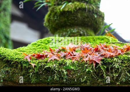 Moosbedeckte Steinlaterne am Kasuga Grand Shrine mit Ahornblättern in Nara, Japan. Stockfoto