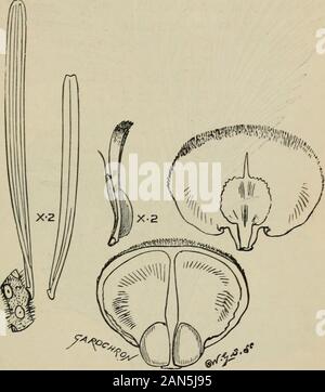 Amtsblatt der Botanik, Britischen und Ausländischen. idera- tion. Die Blätter der Hooker beschrieben wurden, wahrscheinlich * A. Murray, Synonymie von Nadelbäumen (Journ. Koyal Hort. Soc. London, Bd. III., 1864, Reprint, S. 23 - 24, c Ic. xylog.). t Verfahren der Royal Irish Academy (1876) ser. 2, Bd. II S. 682. ABIES LASIOCAEPA HAKEN. Und ihre Verbündeten. 181 mehr als die jeder anderen amerikanischen Tanne dann bekannt, oder ofwhich hatte er Exemplare in seinem herbarium. Sie sind nicht longerthan Einige, die da zur Hand, aber zu der Zeit die Aussage gemacht wurde, sicherlich richtig war. In der Art-Muster Stockfoto