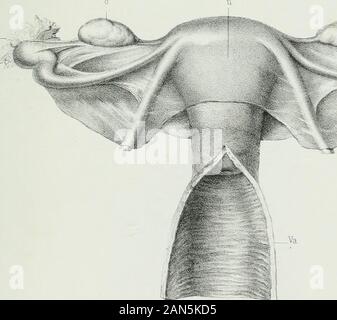 Atlas complémentaire de tous les traités d'accouchements . Stockfoto