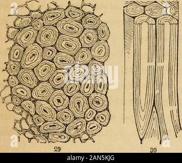 Einführung in die strukturelle und systematische Botanik, und pflanzlichen Physiologie,: als 5. und revedof der Botanische text-Buch, mit über 13 100 Holzschnitten illustriert. f Das Gewebe selbst solche saftige Früchte als thecranberry und die Heidelbeere (Abb. 28). 42. Die Eindickung Angelegenheit, wenn Reine, ist von der gleichen Natur asder original Membran der Zelle, das heißt, es besteht aus Cellulose (27). Aber mit diesem sind einige Dinge vermengt, Mineral - smallquantities von denen muss im Wasser,welche Anlage aufgelöst werden whitefield in seinen Wurzeln und in den Zellen der Bild hinterlegt. 27. Magnifie Stockfoto