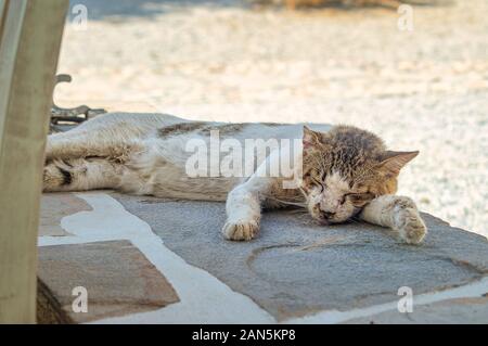 Ingwer süße Katze streckte und entspannen Sie auf der Terrasse im Garten. Stockfoto