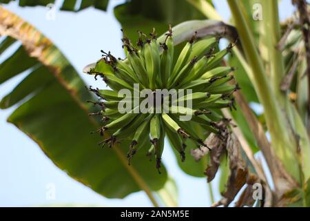 Gruppe junger grüner Bananen, die auf einem Baum mit großen Blättern vor blauem Himmel wachsen Stockfoto