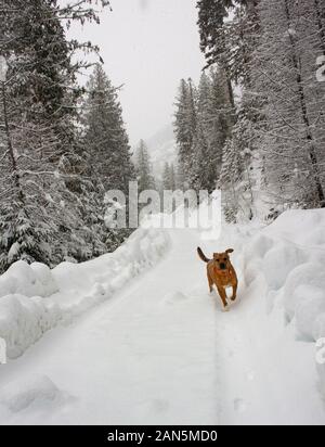 Ein roter Hund, spielen auf der schneebedeckten Straße, auf der Wanderung zurück, auf den Berg zu dem Haus. In Sanders County, Montana Stockfoto