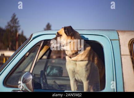 Ein Hund, der auf das Seitenfenster eines blauen SUV eines Babys blickt und auf seinen Meister wartet. Stockfoto