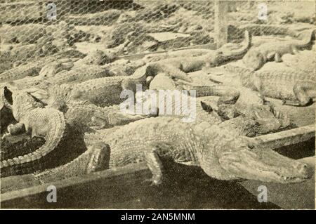 Post Card Guide und Geschichte des alten Saint Augustine. ptfidruVa&gt; eine Kopie der Post Card Guide Senden Sie ihre friendsH. J. USINA, Publisher, der belebten Ecke Saint Augustine. ALLIGATOR FARM, SOUTH BEACH Stockfoto